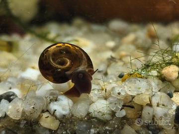 Lumaca planorbarius