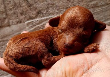 Cuccioli barboncini red