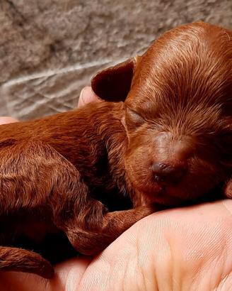 Cuccioli barboncini red