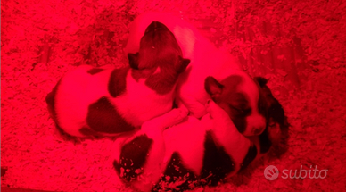 Cucciol Jack Russell Terrier