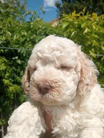Lagotti cuccioli con Pedigree