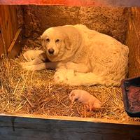 Cuccioli di pastore maremmano