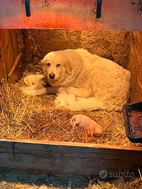 Cuccioli di pastore maremmano