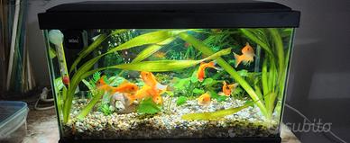 acquario 17lt
