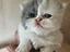 Immagine 5