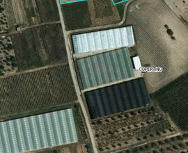 Terreno agricolo Uliveto