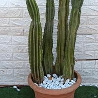 composizione cactus cereus 