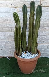 composizione cactus cereus 