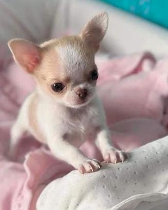 CHIHUAHUA TOY CUCCIOLA FEMMINA - pag mensile