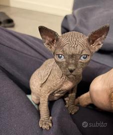 Sphynx