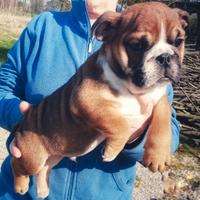 Bulldog inglese maschietto