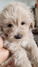 Maltipoo maschi