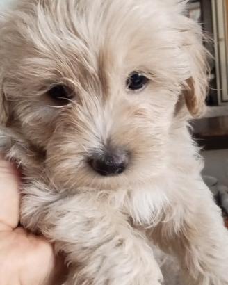 Maltipoo maschi