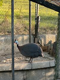 Gallina faraona maschio