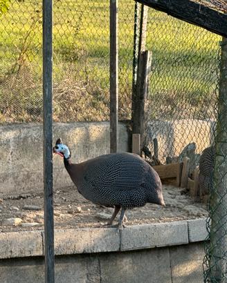 Gallina faraona maschio