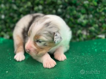 Pastore australiano con pedigree enci