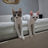 Gattini in adozione