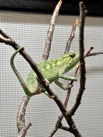 Camaleonte furcifer virdis