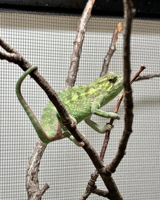 Camaleonte furcifer virdis