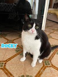 Rocky gatto bianconero di 6 anni