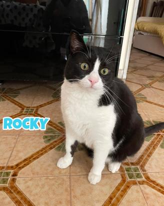 Rocky gatto bianconero di 6 anni