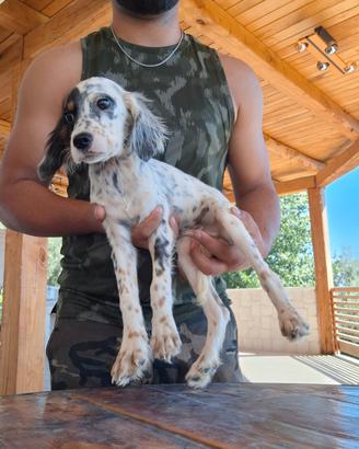 Setter inglesi tricolore