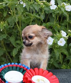 cucciolo con pedigree, chihuahua 