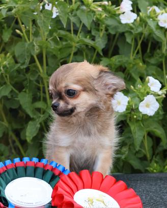cucciolo con pedigree, chihuahua 