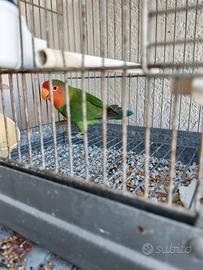 Inseparabile maschio