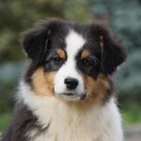 Cucciolo femmina Pastore Australiano