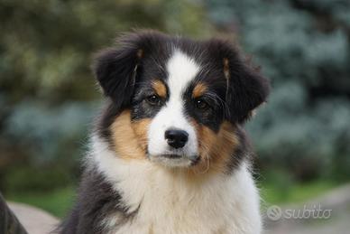 Cucciolo femmina Pastore Australiano