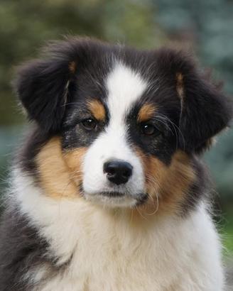 Cucciolo femmina Pastore Australiano