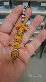 Geco leopardino