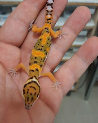 Geco leopardino