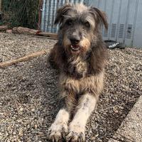 Una casa per Benji