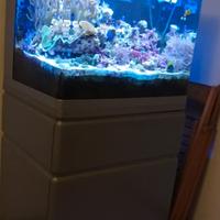 acquario marino red sea