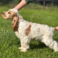 Cucciolo arancio roano da show