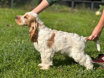 Cucciolo arancio roano da show