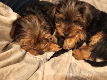 yorhier terrier razza media 
