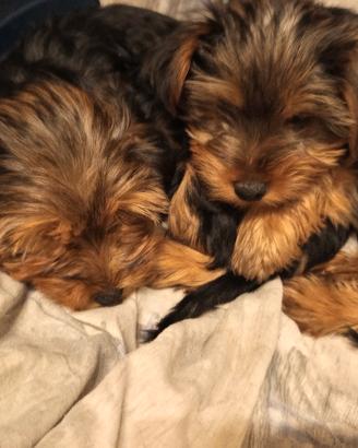 yorhier terrier razza media 