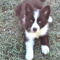 Cuccioli Border Collie