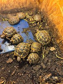 Cessione gratuita con rimborso spese. Hermanni