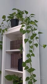 Piante Pothos Semi Idroponica