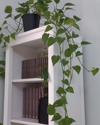 Piante Pothos Semi Idroponica