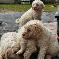 Cuccioli lagotto