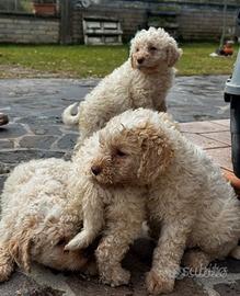 Cuccioli lagotto