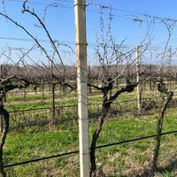 pali cemento  9x9  3metri   1€/pz.