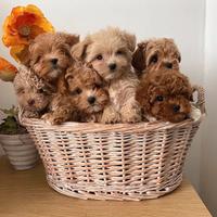 Cuccioli maltipoo toy partycolor