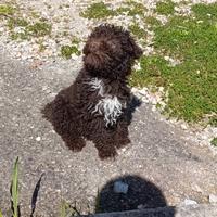 Cucciola di lagotto romagnolo addestrat al tartufo