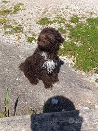 Cucciola di lagotto romagnolo addestrat al tartufo